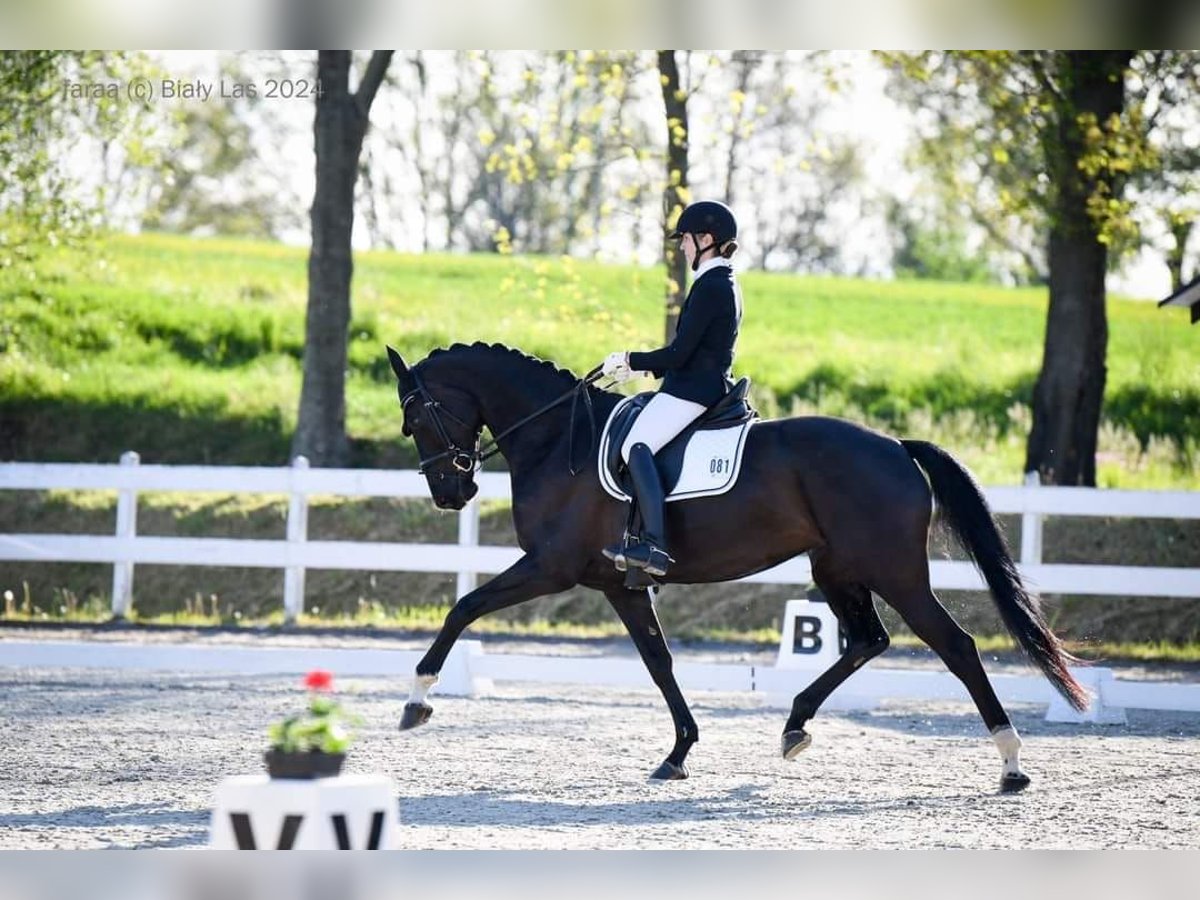 Slovak Warmblood Mare 5 years 16,2 hh Black in Destne