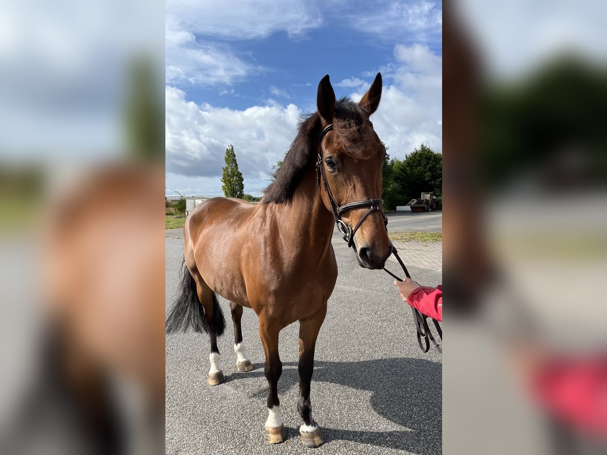 Slovak Warmblood Mare 8 years 16 hh Brown in Bocholt