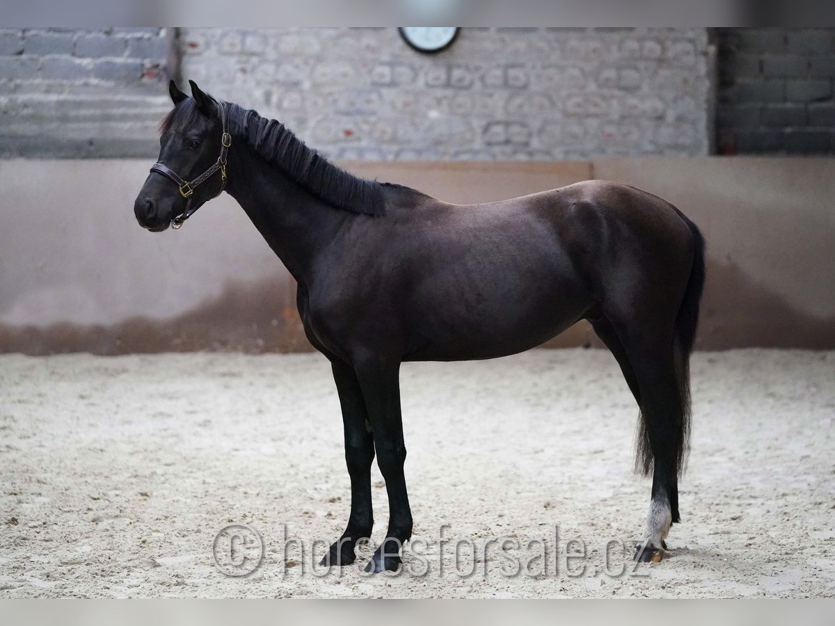 Slovak Warmblood Stallion 2 years 15,1 hh Black in Votice