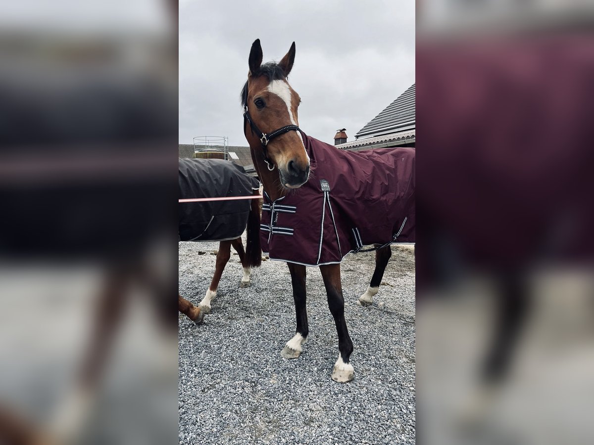 Slowaaks warmbloed Merrie 14 Jaar 165 cm Bruin in Niederbüren