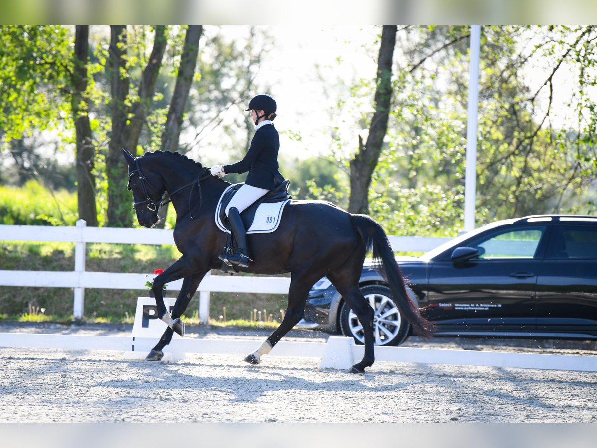 Slowaaks warmbloed Merrie 6 Jaar 170 cm Zwart in Deštné v Orlických horách