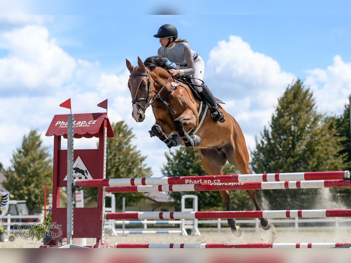 Slowaaks warmbloed Merrie 6 Jaar Bruin in Ostrava, czech republik