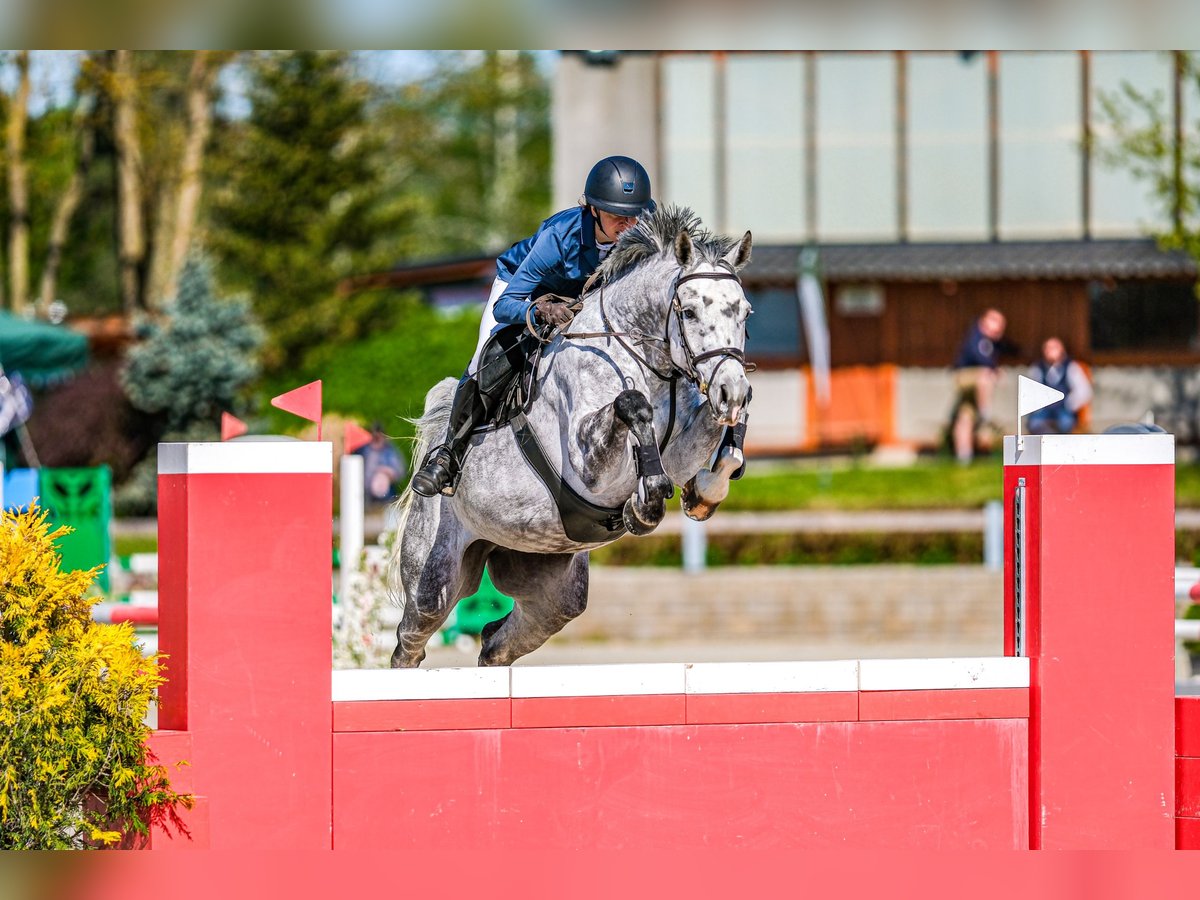 Slowaaks warmbloed Merrie 7 Jaar 168 cm Schimmel in OBROK