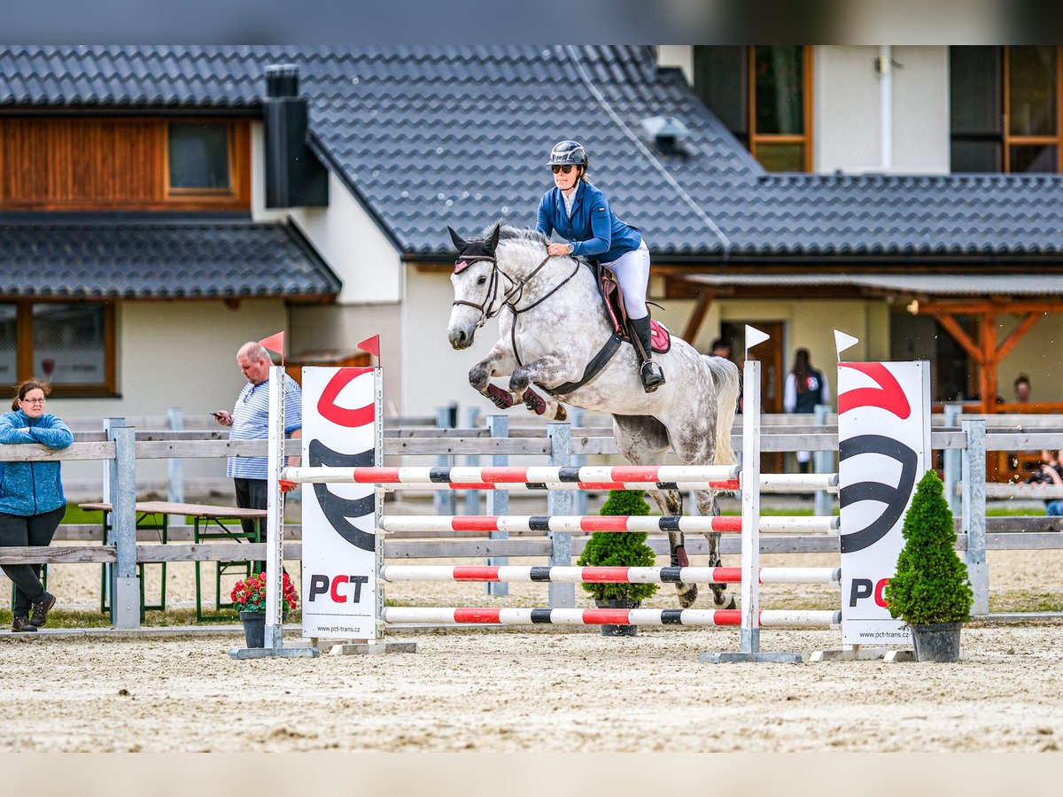 Slowaaks warmbloed Merrie 8 Jaar 172 cm Schimmel in Obrok