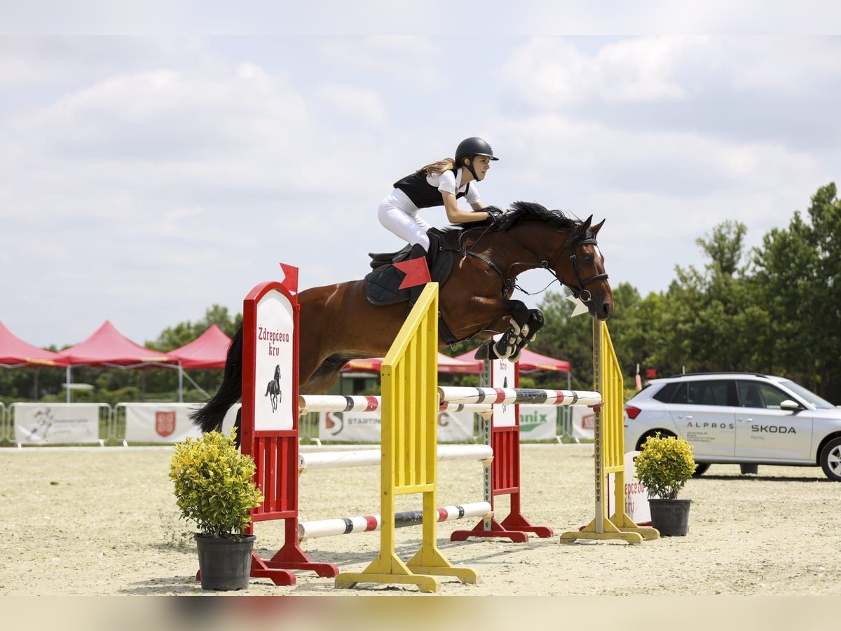 Slowaaks warmbloed Ruin 9 Jaar 165 cm Roodbruin in Belgrade