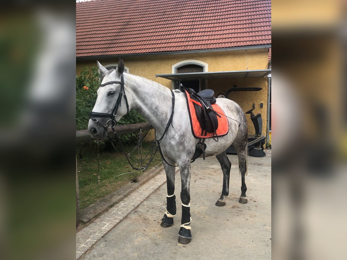 Słowacki koń gorącokrwisty Klacz 11 lat 162 cm Siwa in PöllauPöllau