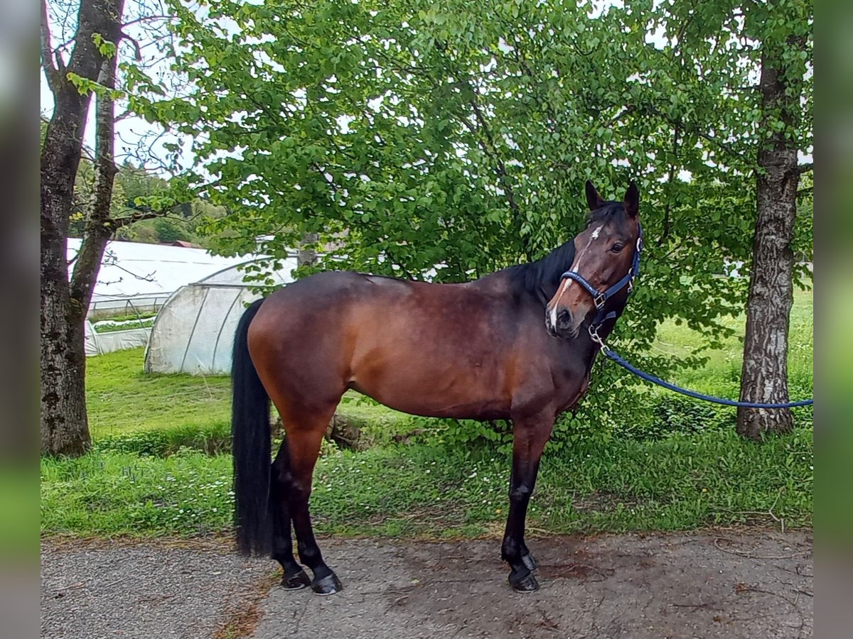 Słowacki koń gorącokrwisty Klacz 18 lat 164 cm Ciemnogniada in Bottenwil