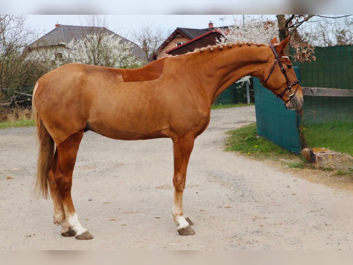Słowacki koń gorącokrwisty Wałach 6 lat 170 cm Ciemnokasztanowata in Lipnik
