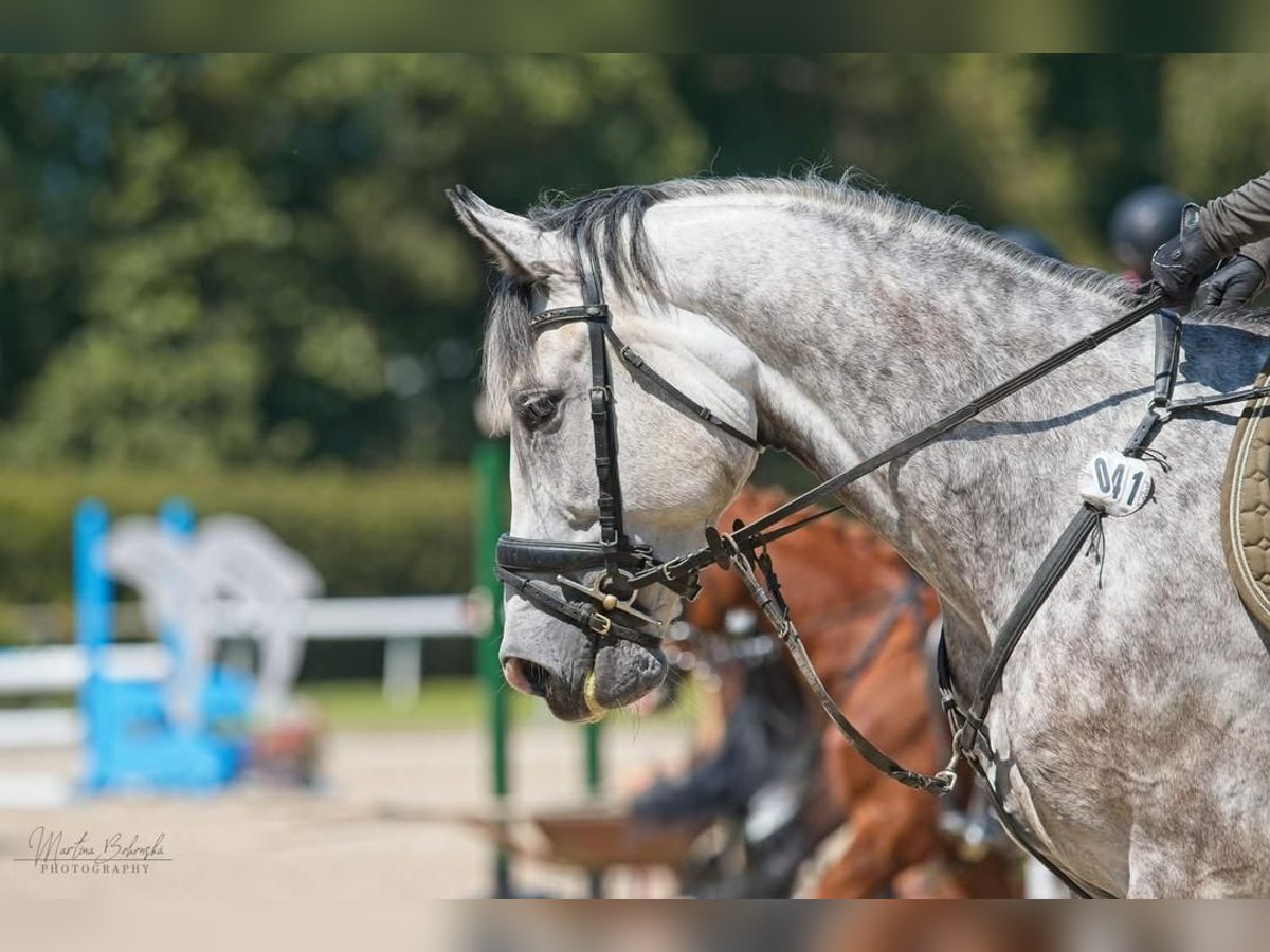 Słowacki koń gorącokrwisty Wałach 8 lat 166 cm Siwa in Drisy