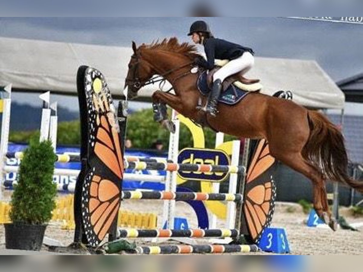 Slowakisches Warmblut Stute 11 Jahre 165 cm Fuchs in Orzesze