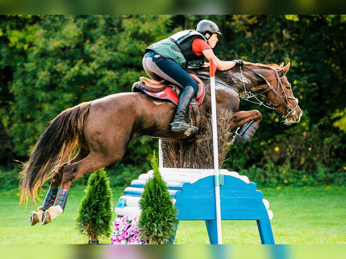 Slowakisches Warmblut Stute 11 Jahre 169 cm Dunkelfuchs in Su&#x161;ice
