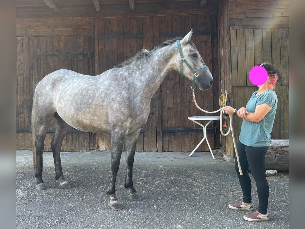 Slowakisches Warmblut Stute 4 Jahre 162 cm Schimmel in Dettighofen