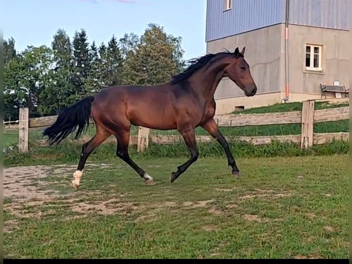 Slowakisches Warmblut Stute 5 Jahre 162 cm in Kr&#xE1;sn&#xE1; L&#xED;pa