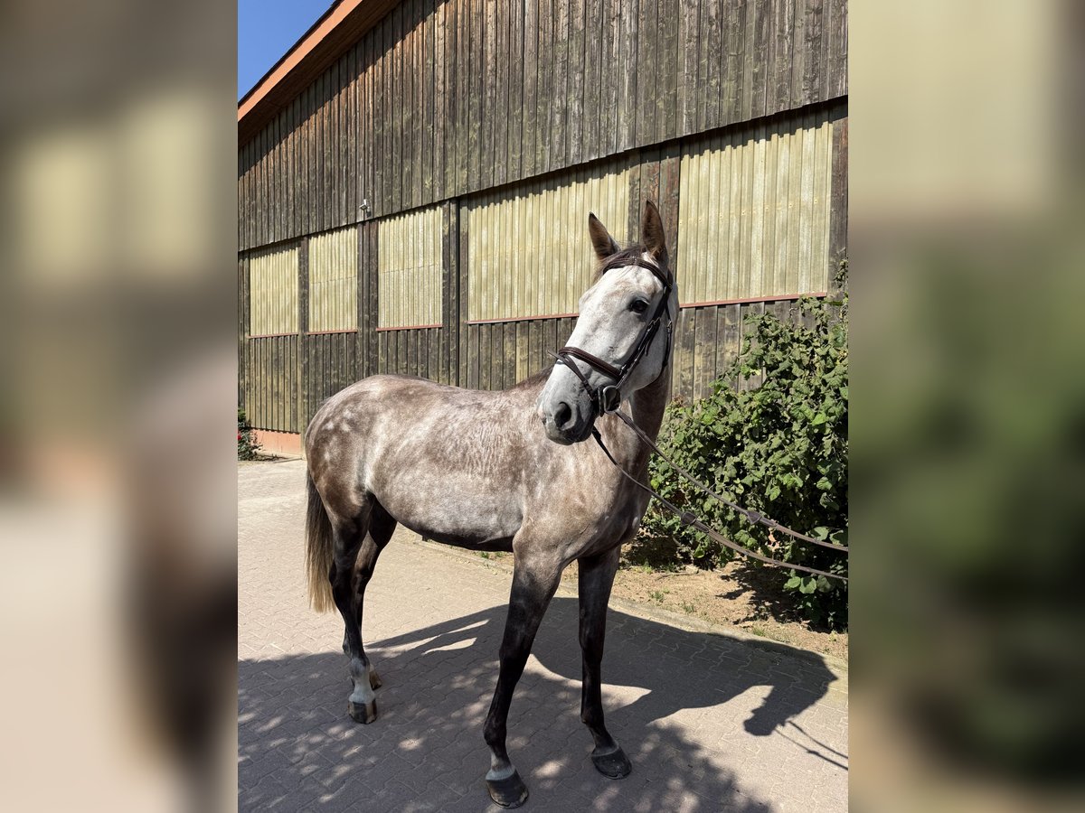 Slowakisches Warmblut Stute 5 Jahre 174 cm Schimmel in Sandhausen
