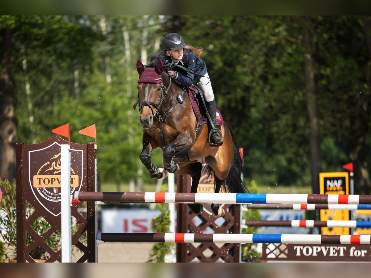 Slowakisches Warmblut Stute 7 Jahre 162 cm Dunkelbrauner in Z&#xE1;jezd