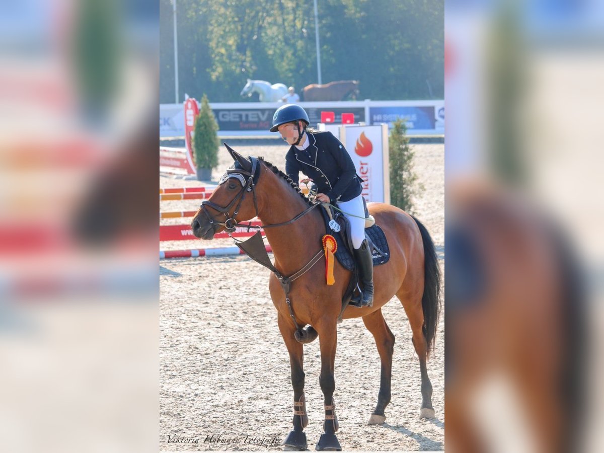 Slowakisches Warmblut Stute 8 Jahre 170 cm Brauner in Babenhausen