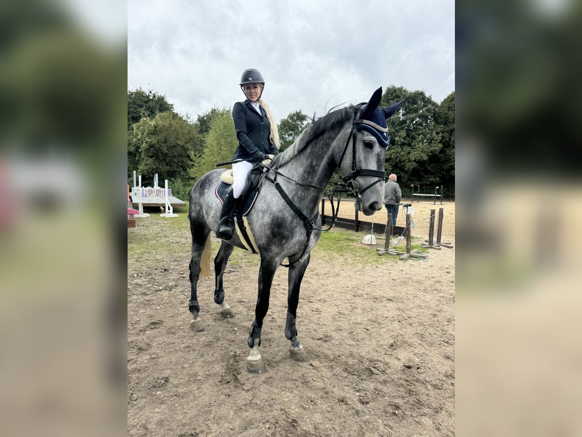 Slowakisches Warmblut Stute 8 Jahre 173 cm Schimmel in Lower Sparr Farm Wisborough Green, Billingshurst