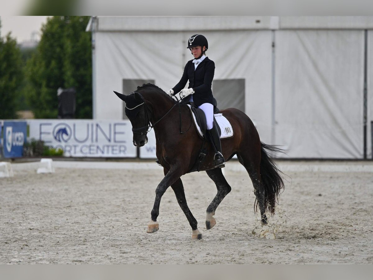 Slowakisches Warmblut Stute 9 Jahre 172 cm Rappe in Destne