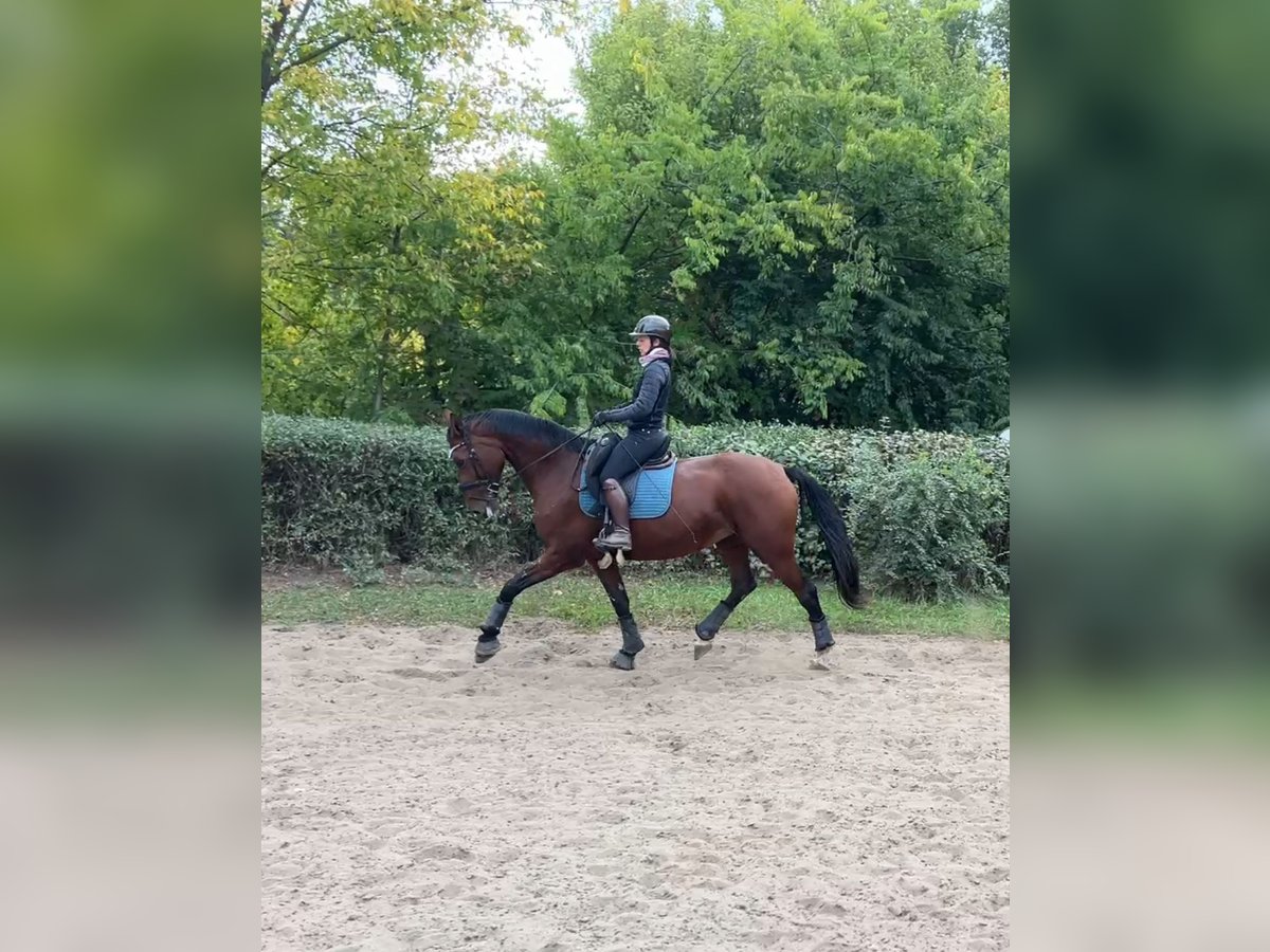 Slowakisches Warmblut Stute 9 Jahre 175 cm Rotbrauner in Budapest