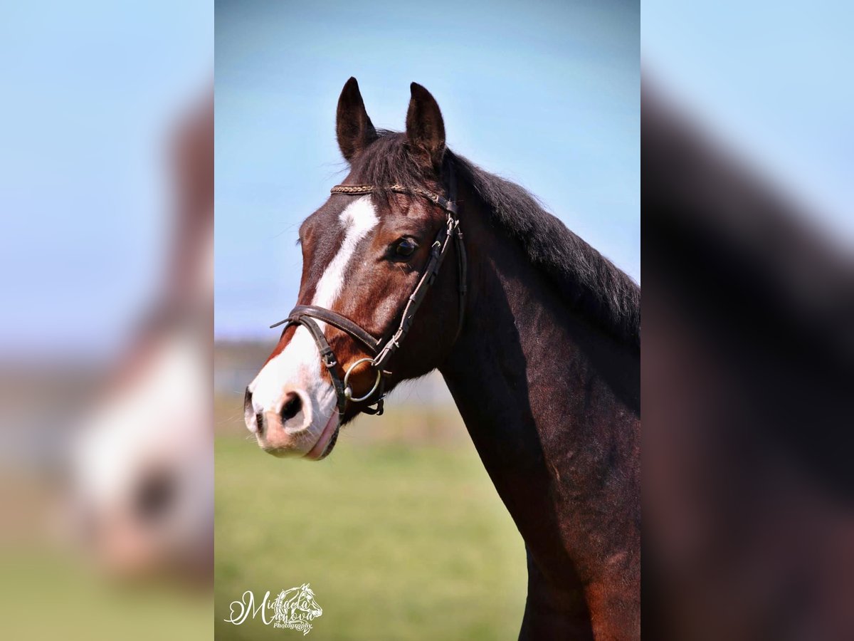 Slowakisches Warmblut Wallach 13 Jahre 163 cm Brauner in Vyškov