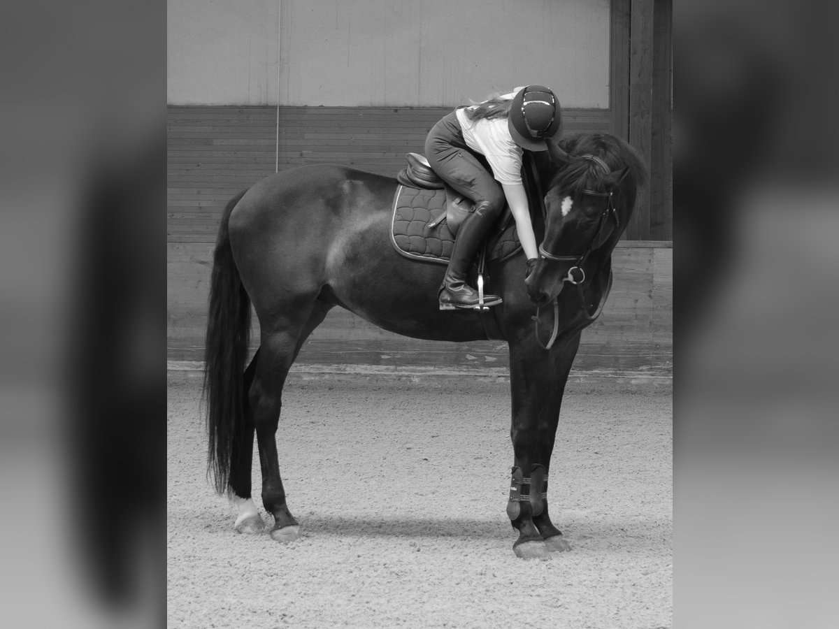 Slowakisches Warmblut Wallach 15 Jahre 178 cm Dunkelbrauner in Bratislava