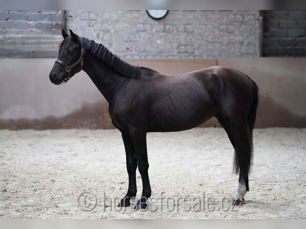 Slowakisches Warmblut Wallach 3 Jahre 158 cm Rappe in Votice