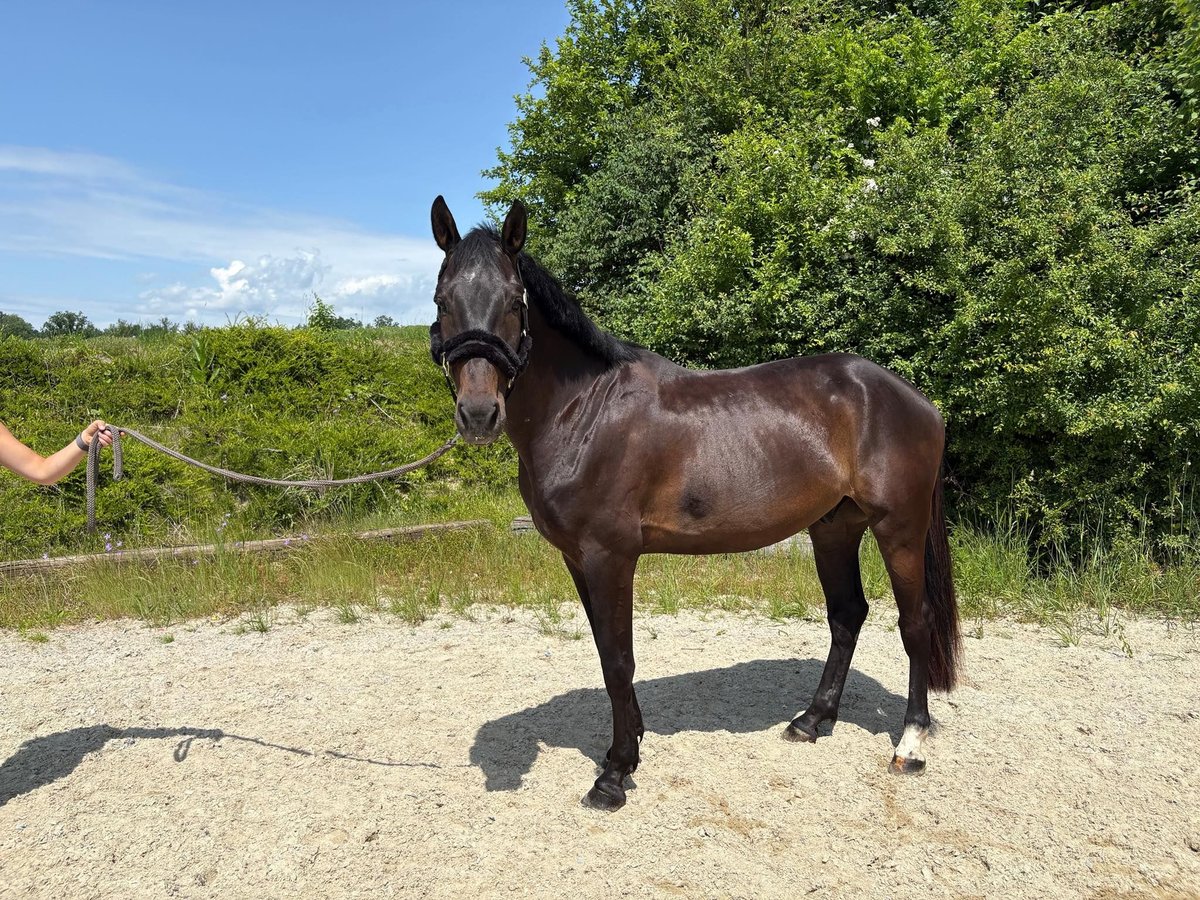 Slowakisches Warmblut Wallach 4 Jahre 163 cm Schwarzbrauner in Ort im Innkreis