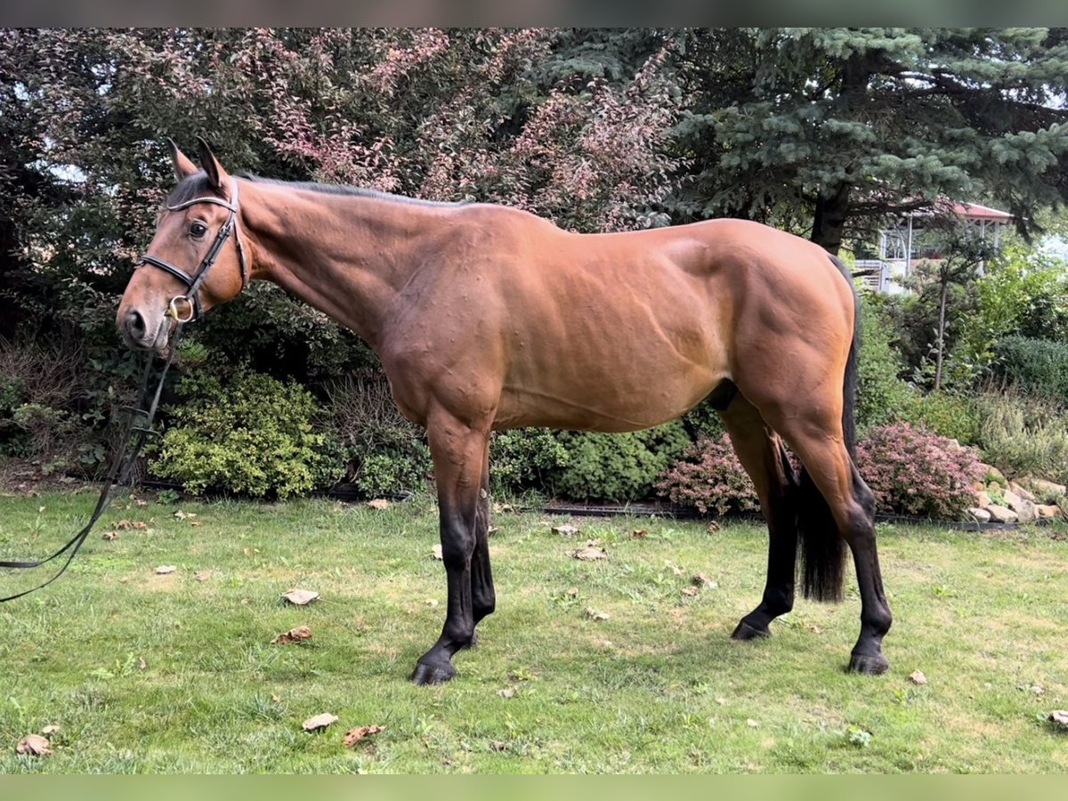 Slowakisches Warmblut Wallach 4 Jahre Rotbrauner in Vysoké veselí