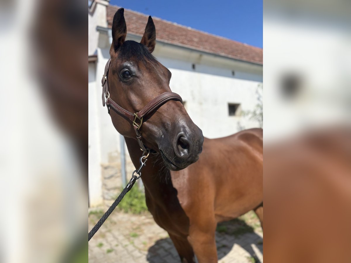 Slowakisches Warmblut Wallach 5 Jahre 165 cm Brauner in Slovakia