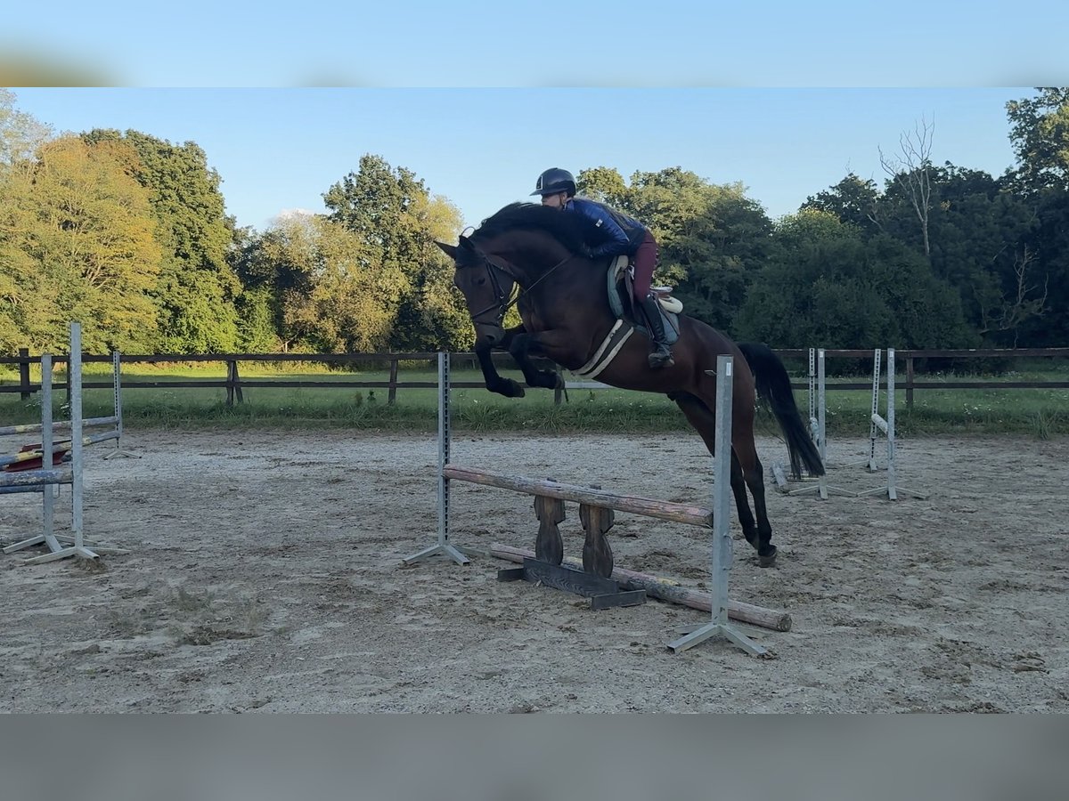 Slowakisches Warmblut Wallach 5 Jahre 165 cm Brauner in Slovakia