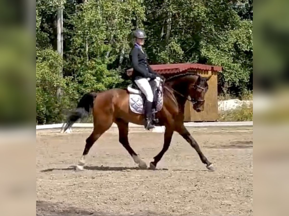 Slowakisches Warmblut Wallach 5 Jahre 170 cm Brauner in Karlovy Vary