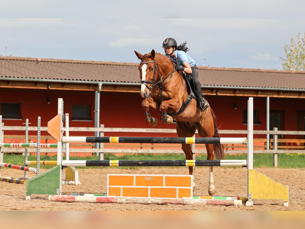 Slowakisches Warmblut Wallach 7 Jahre 174 cm Fuchs in Prag