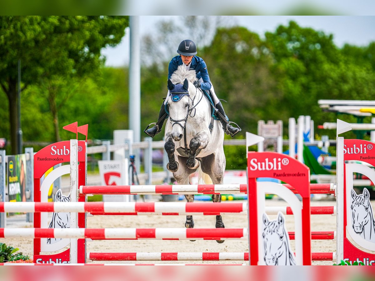 Slowakisches Warmblut Wallach 7 Jahre 182 cm Schimmel in Obrok