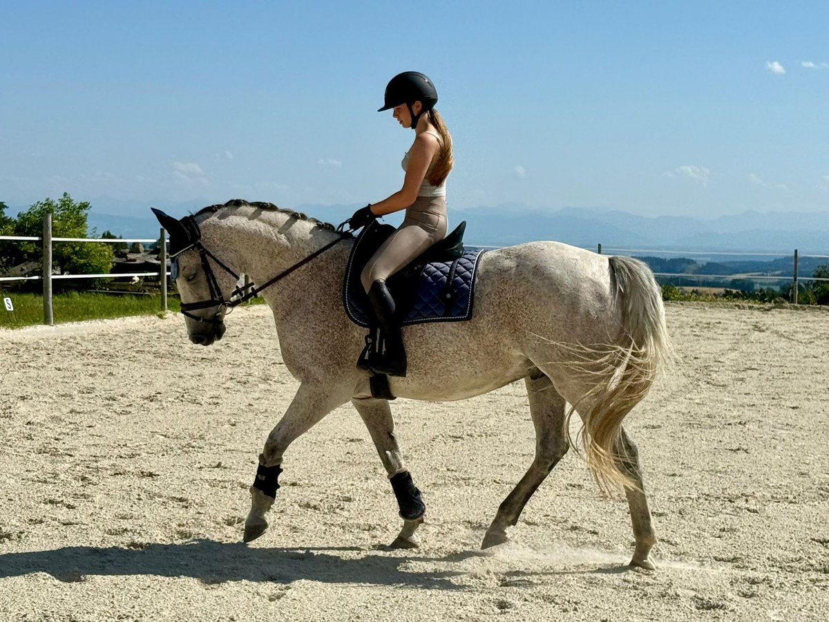 Slowakisches Warmblut Wallach 9 Jahre 165 cm Schimmel in Traidendorf