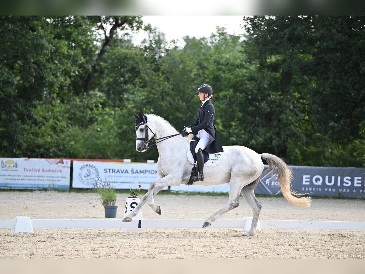 Slowakisches Warmblut Wallach 9 Jahre 173 cm White in Lednice