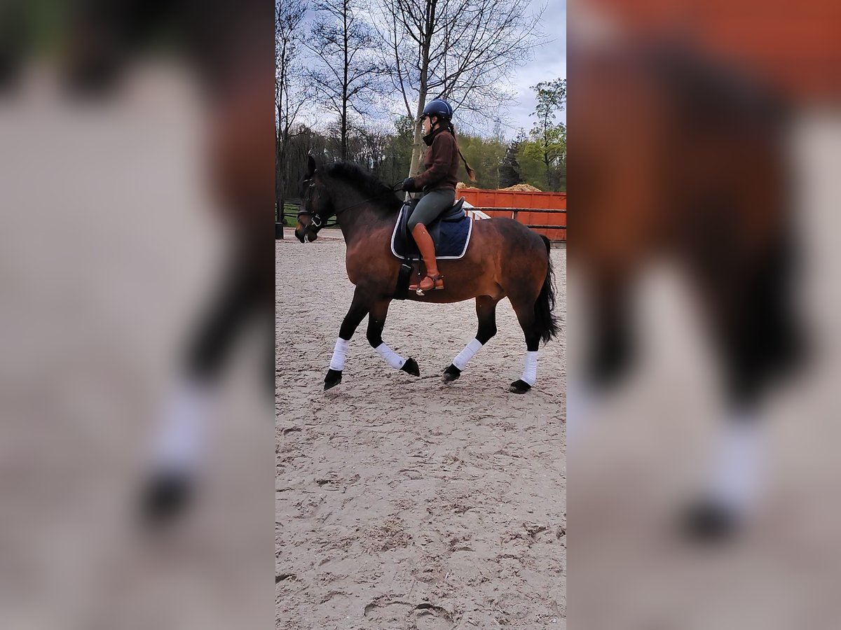 Small German riding horse Mix Gelding 13 years 14,3 hh Brown in Hamburg