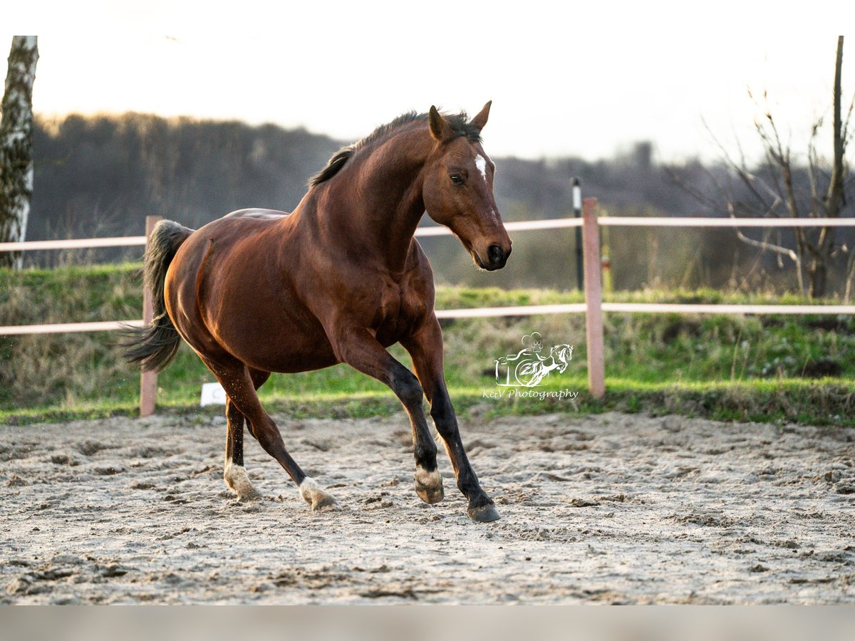 Small German riding horse Gelding 15 years 16 hh Brown in Herzberg am Harz