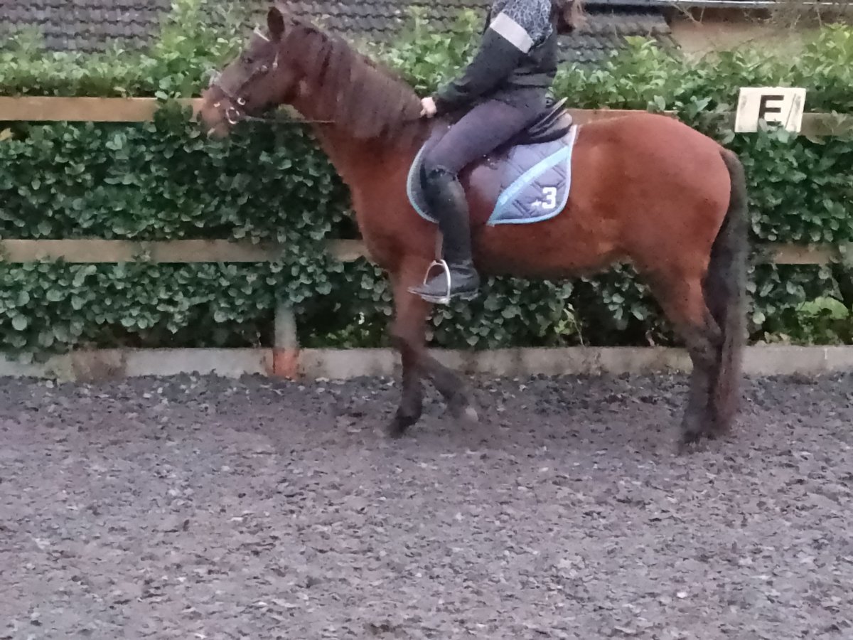 Small German riding horse Gelding 18 years 13,2 hh Brown in Bad Essen