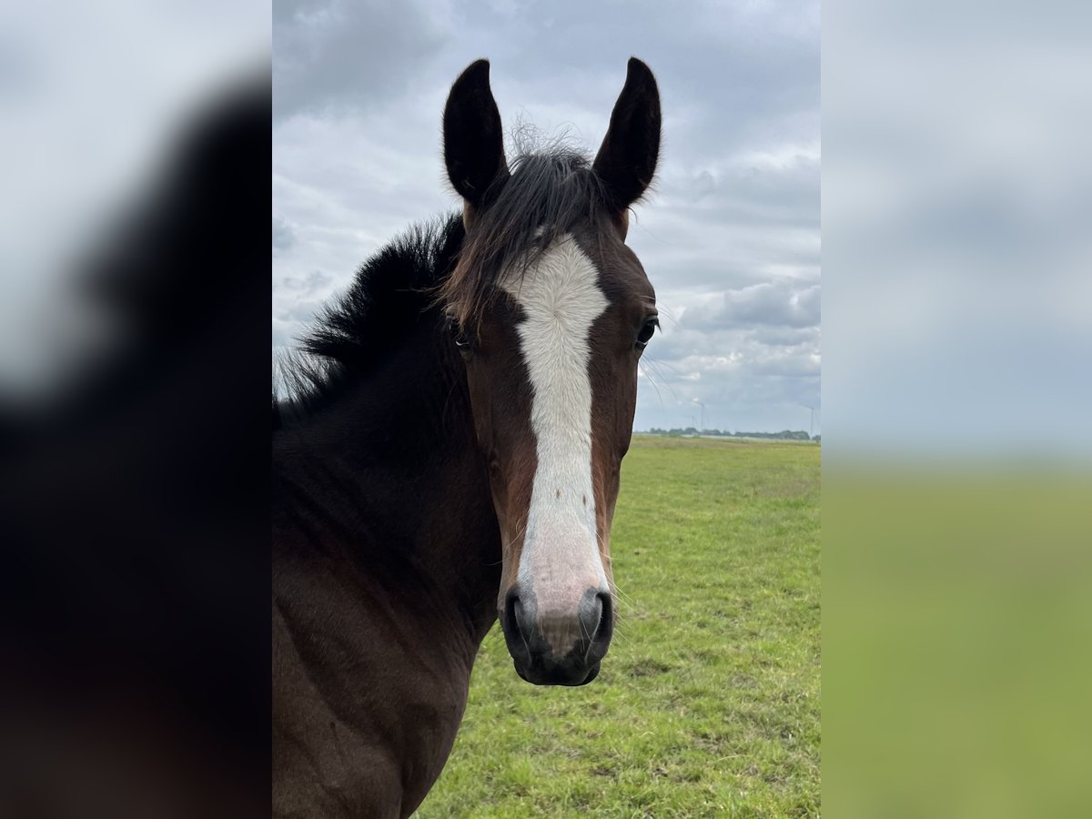 Small German riding horse Gelding 1 year 14,2 hh Bay-Dark in Hellschen-Heringsand-UnterschaarOesterwurth