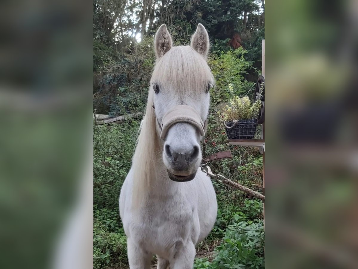Small German riding horse Mix Gelding 20 years 12,2 hh Grey-Fleabitten in Schweppenhausen