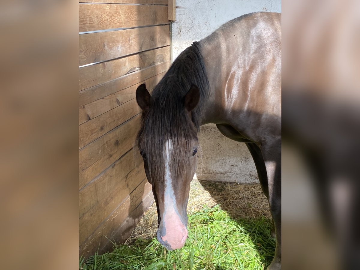 Small German riding horse Gelding 5 years 14,2 hh Chestnut in Herzberg