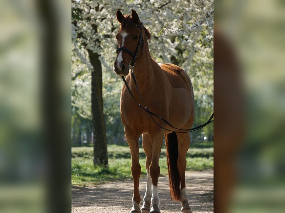 Small German riding horse Mare 11 years 15,1 hh Chestnut-Red in Berlin