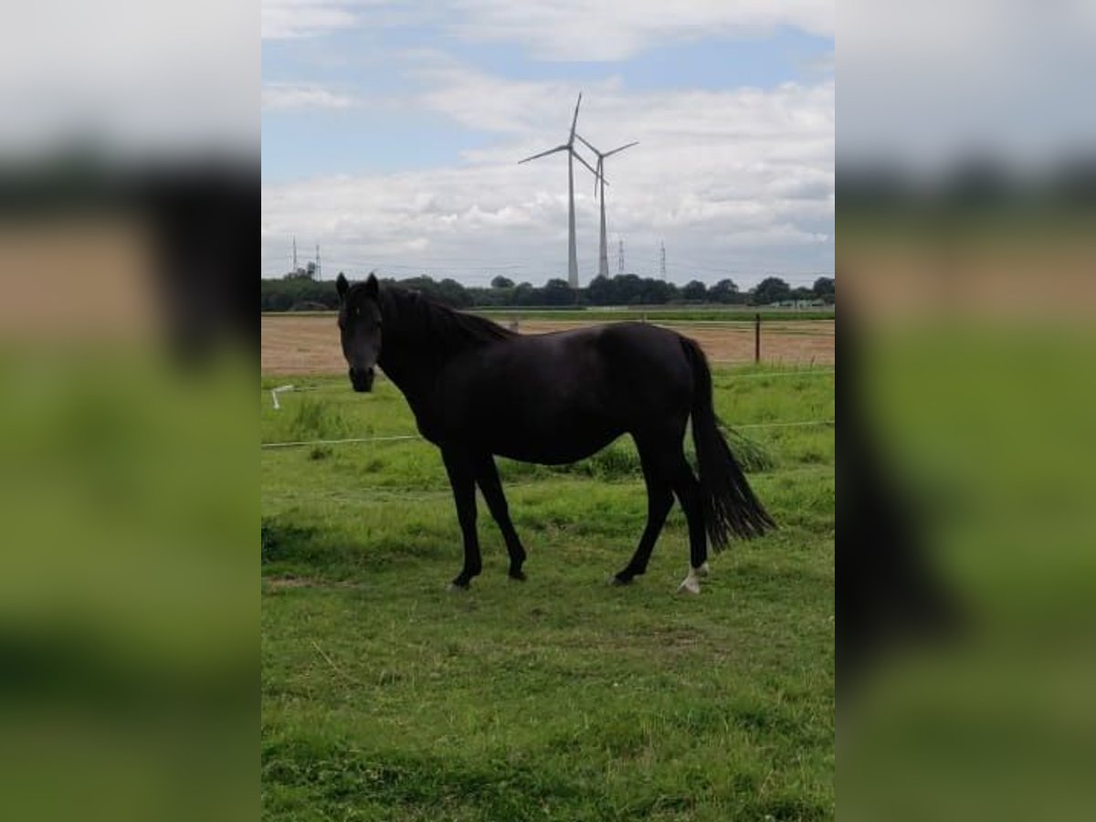 Small German riding horse Mare 12 years 14,2 hh Black in Hattingen