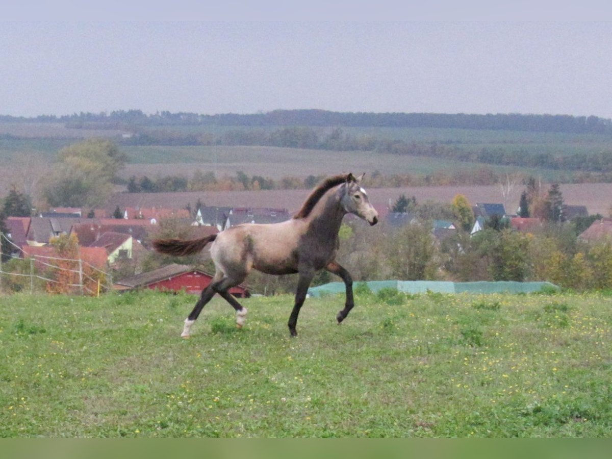 Small German riding horse Mare 1 year 15,2 hh Buckskin in Querfurt