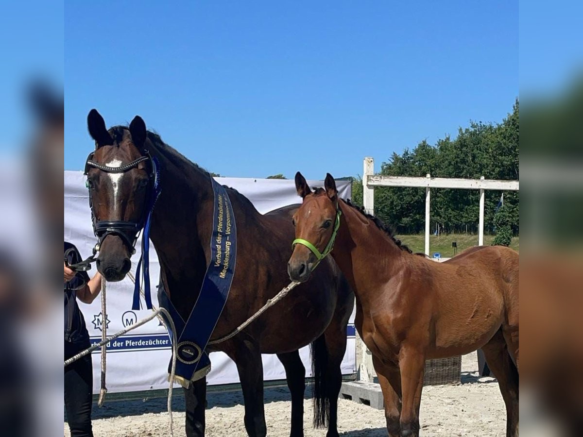 Small German riding horse Mare 1 year Brown in Gudow