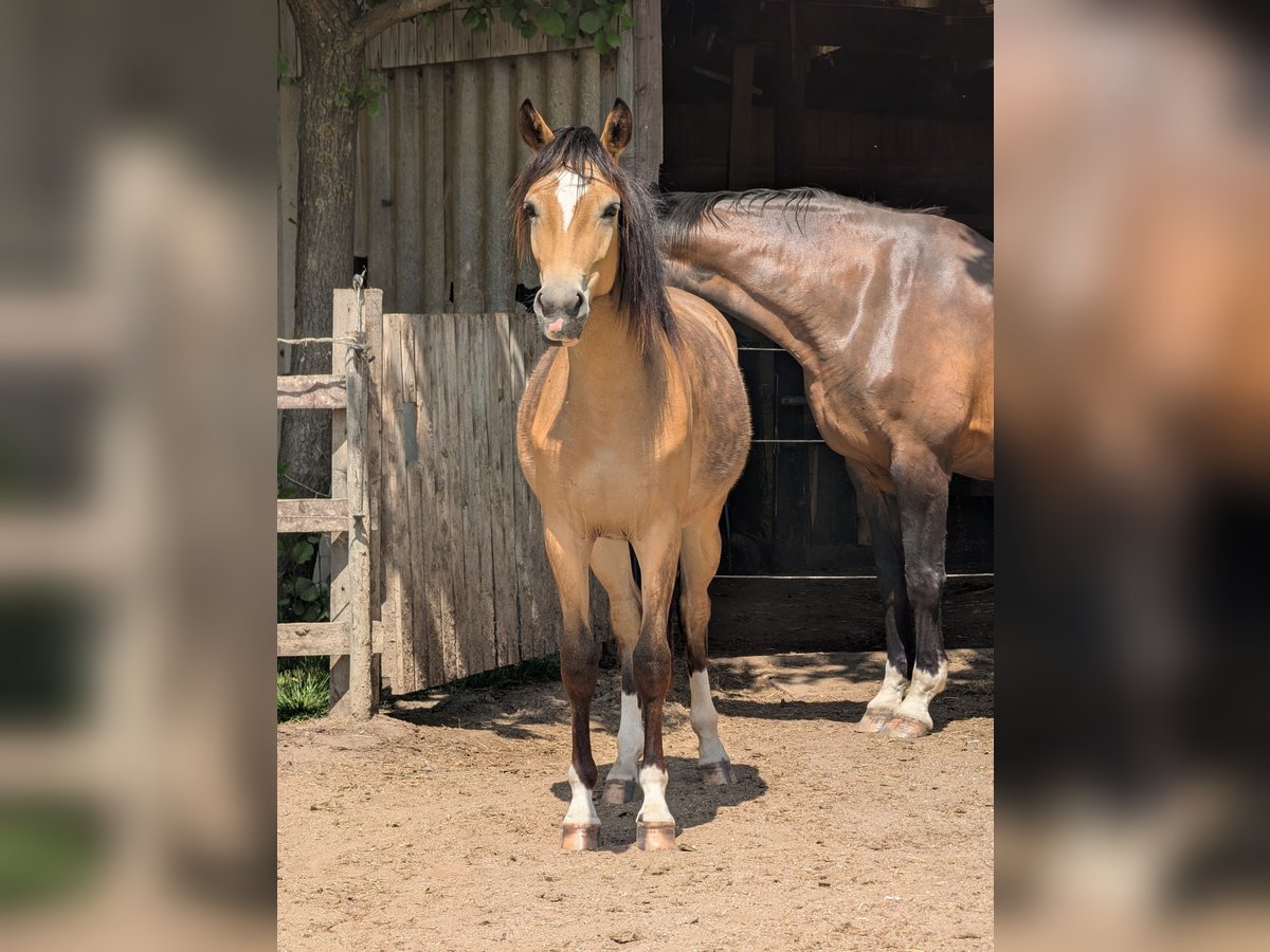 Small German riding horse Mare 2 years 14,2 hh Dun in Linnich