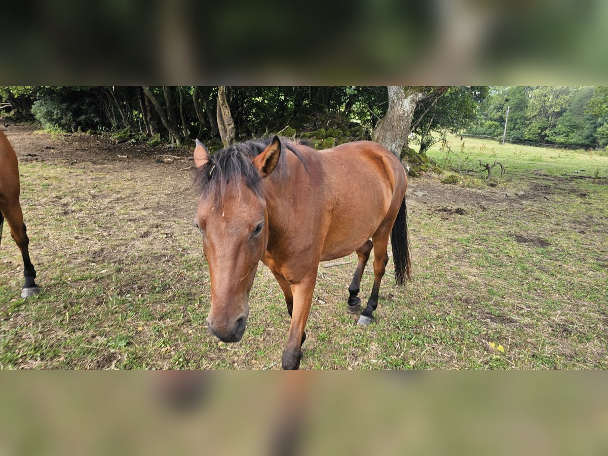 Small German riding horse Mix Mare 3 years 14 hh Brown in Westerburg