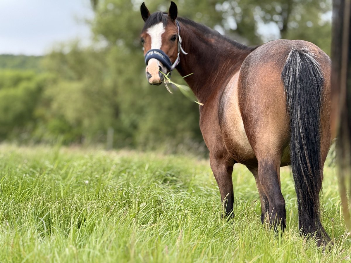 Small German riding horse Mare 4 years 13 hh Brown in Katlenburg Lindau
