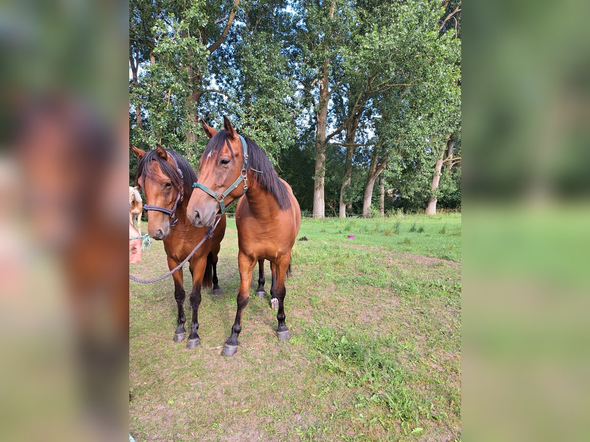 Small German riding horse Mix Mare 5 years 14,2 hh Brown in Tarnow