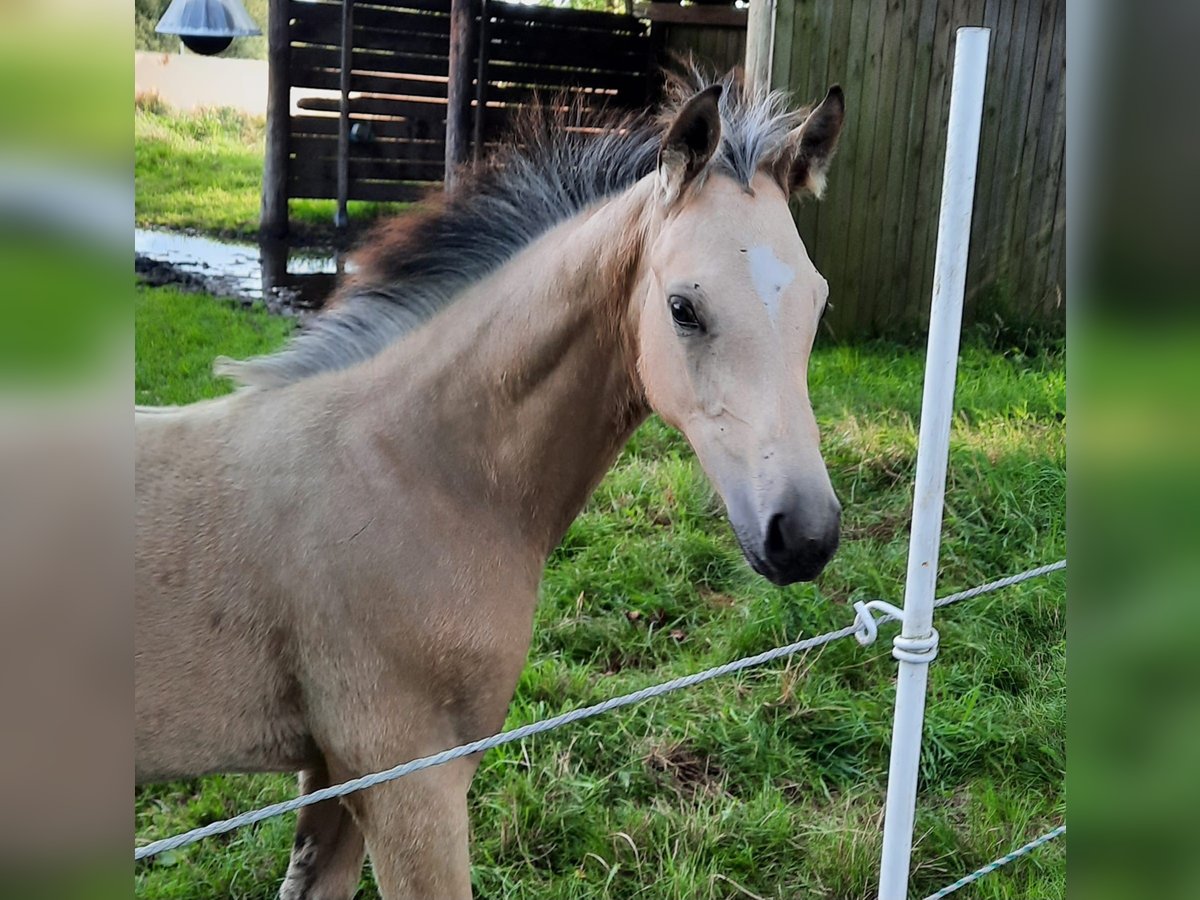 Small German riding horse Mare Foal (05/2024) 15,1 hh Buckskin in Drentwede